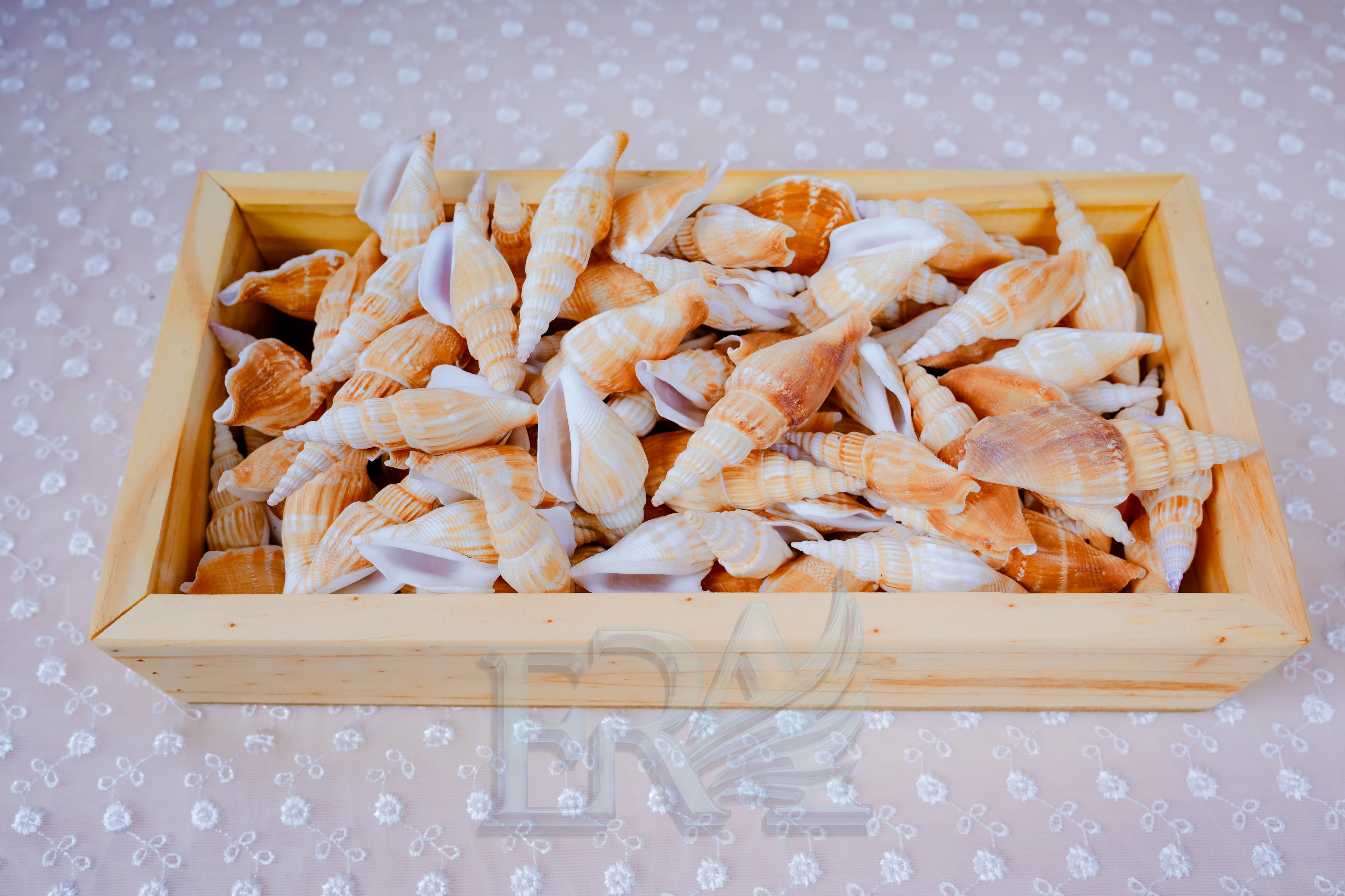 Vỏ Ốc Nhảy Dài Loại 1
